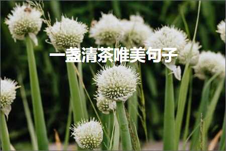 涓€鐩忔竻鑼跺敮缇庡彞瀛愶紙鏂囨264鏉★級